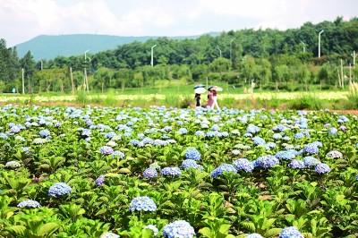 “赏花经济”：解锁乡村全面振兴的美丽密码，从赏花到兴农：各地“赏花经济”书写乡村振兴传奇