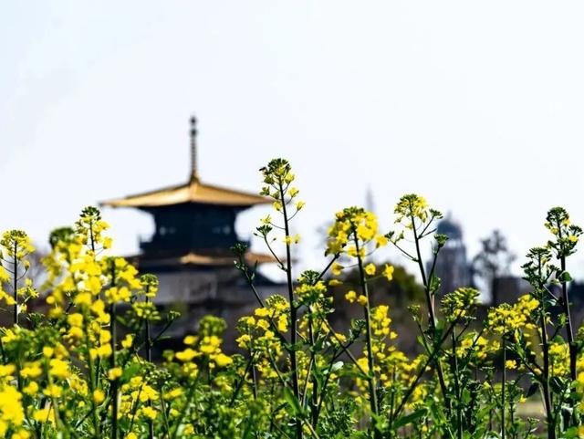 清明假期，佘山国家旅游度假区成热门打卡地