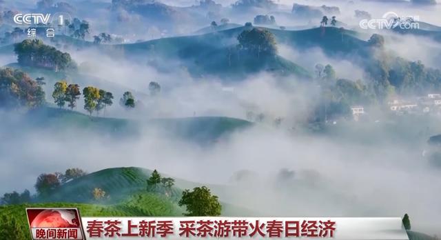 清明出游热潮：赏花、观鸟、采茶乐趣多，清明时节：全国多地开启春日旅游盛景