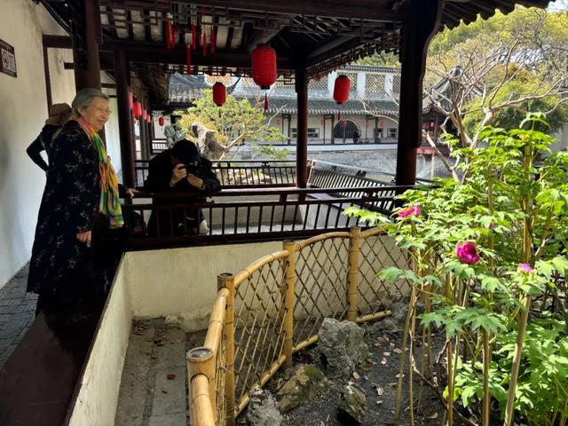 醉白池内百年牡丹迎春开，邀您共赴花之约 上海醉白池：百年牡丹领衔，百株牡丹将陆续绽放